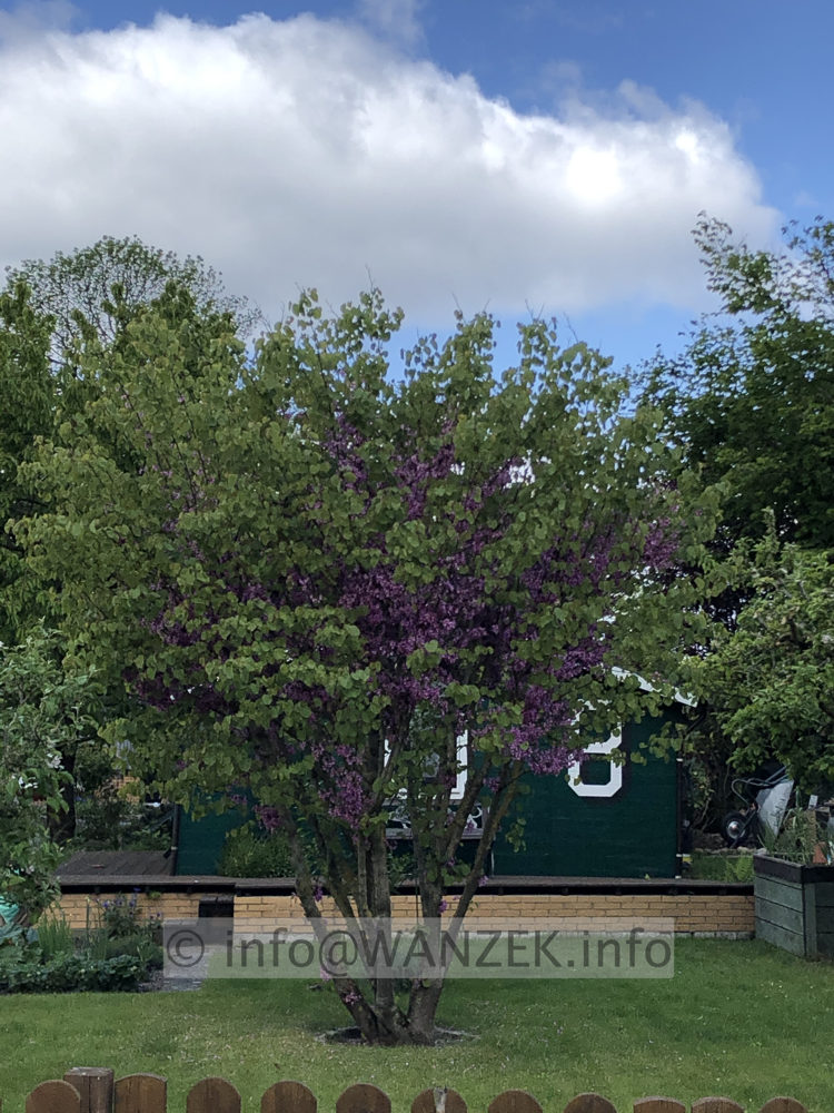 Cercis canadensis Ace Of Hearts 001.JPG
